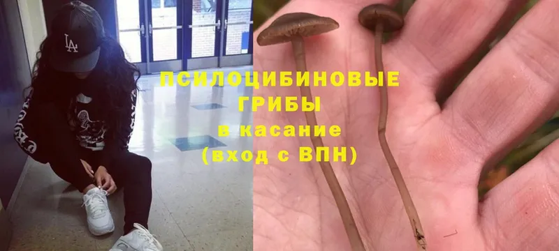 Галлюциногенные грибы MAGIC MUSHROOMS  Болхов 